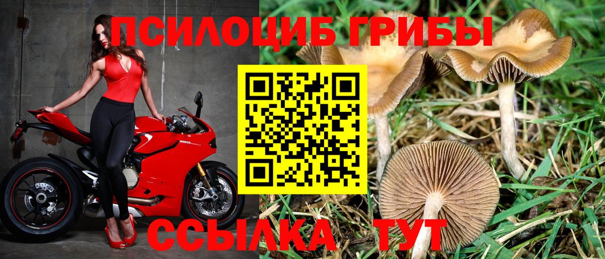 Галлюциногенные грибы Psilocybine cubensis Родники